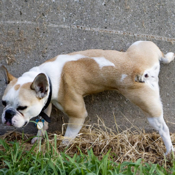 TQ Stop Mascotas Spray 750ml - Líquido repelente ahuyentador y educativo para perros y gatos