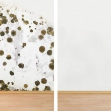 TQ Revetec Antimoho 5/20kg - Pintura impermeabilizante mate para tratamiento de hongos y halgas en muros y paredes interiores